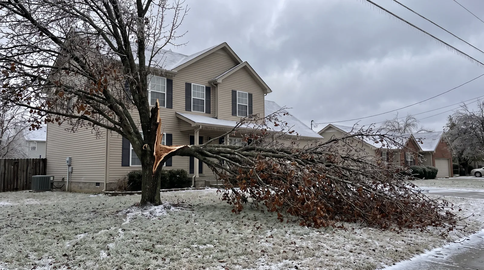 Bradford pear split at its narrow branch unions after an ice storm, half the crown down on a front lawn